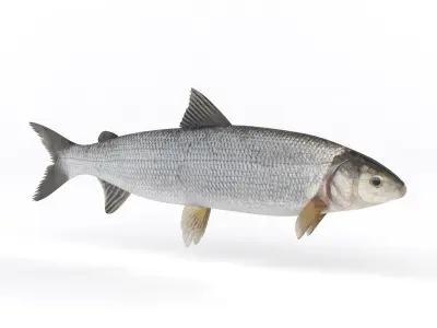 Whitefish fish 3D model