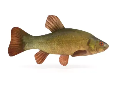 Tench Fish 3D model