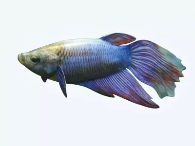 Betta Fish 1 3D model