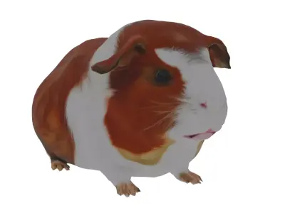 Abyssinian guinea pig Low-poly 3D model