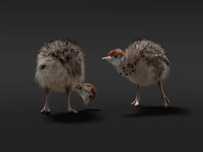 Young Ostrich Animated 3D model