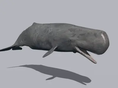 Photoreal Sperm Whale 8K - 3d animated 3D model