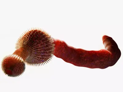 Ottoia Low-poly 3D model