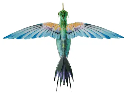 Humming Bird 3D model
