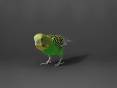 Budgerigar Rigged VFX Grace 3D model