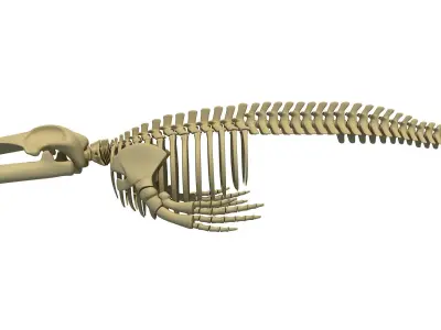 3D Sharks Skeletons 3D model