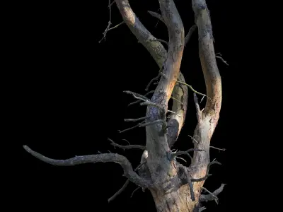 Old Forest Pine Pack 8 3D model