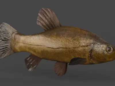 Tench Fish 3D model