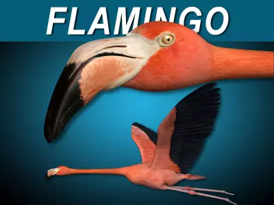 Flamingo - Flight 3D model