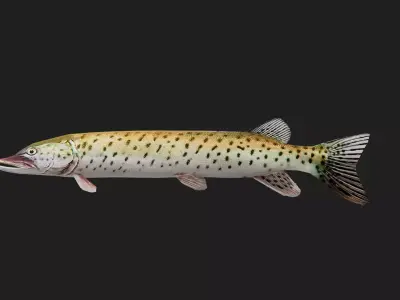 Amurpike Low-poly 3D model