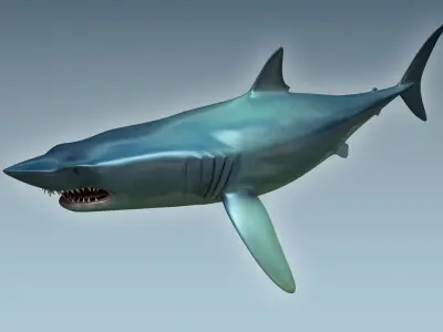 Shark dolphin 3D model