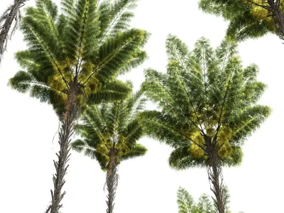 Spinulosa Fern Decorative 3 trees Free 3D model
