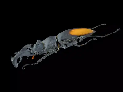 Hexarthrius Parryi Paradoxus Male 3D model