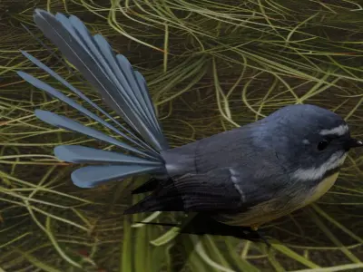 New Zealand fantail Bird Piwakawaka Low-poly 3D model