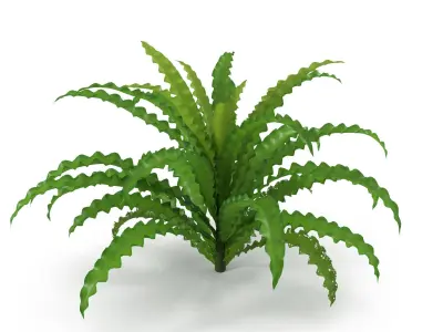 Pogostemon helferi 3D model