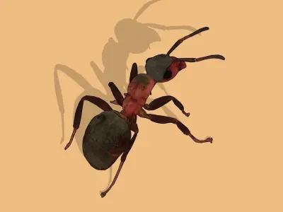 Red Ant Low-poly 3D model