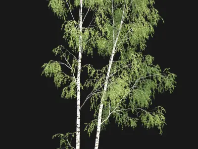 Birch forest part 09 3D model