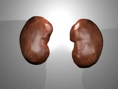 Human Kidneys 3D model
