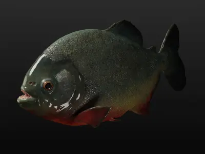 Piranha PBR game ready model fish Low-poly 3D model
