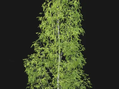 Birch forest part 12 3D model