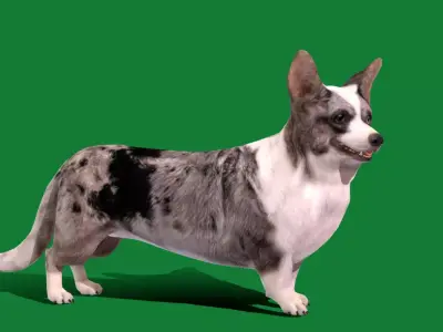 Cardigan Welsh Corgi Dog Free low-poly 3D model