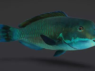 Realistic Parrotfish Animated 3D model