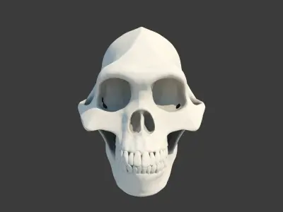 Skull Australopithecus Lucy 3D model