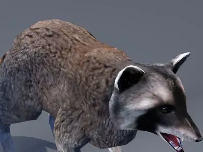 Raccoon Low-poly 3D model