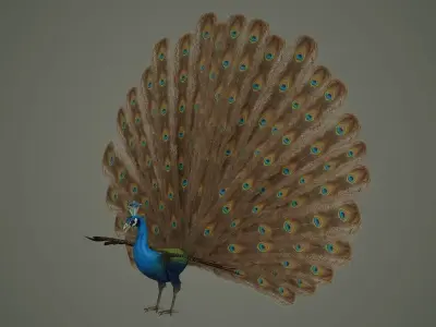 peacock bird feather textured animal wings fly colour wildlife 3D model