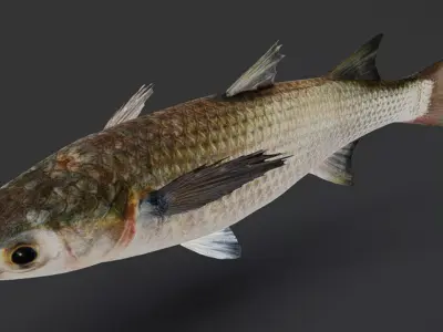 Ocean Fish Pack  3D model