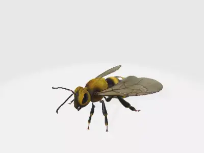 Honey Bee  Low-poly 3D model