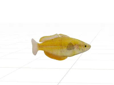 Lake Kurumoi Rainbowfish Low-poly 3D model