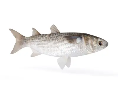 Fish Mullet 3D model