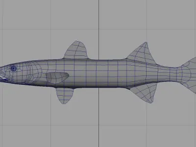 barracuda fish 3d model 3D model