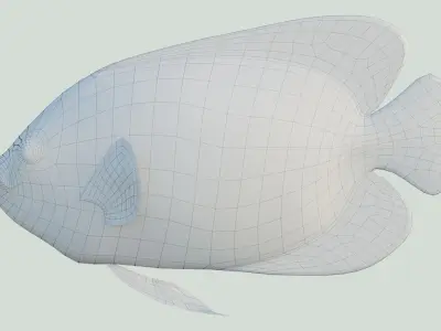 Blue girdled Angelfish set 02 Low-poly 3D model