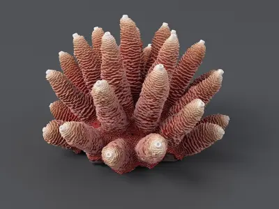 Acropora Corals S Collection 3D model