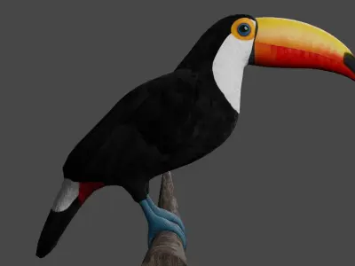 Toucan Ramphastos Toco Low-poly 3D model