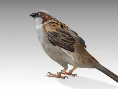 Sparrow flying in air Low-poly 3D model