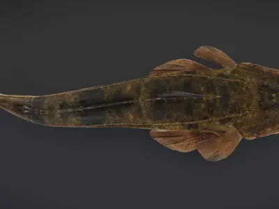 Realistic Flathead Fish Animated 3D model