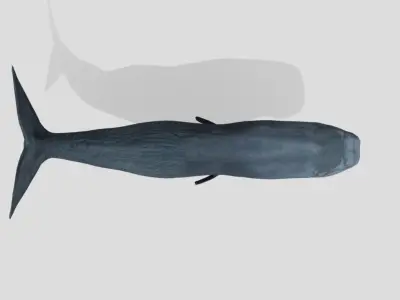 Sperm Whale Low-poly 3D model