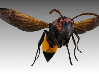Hornet wasp Low-poly 3D model