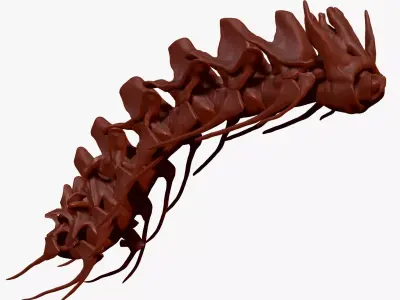 Spinosaurus Neck Skeletons Set 3D model