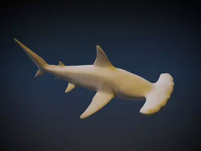 Hammerhead Shark 3D model