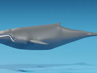Cartoon Whale 3D model