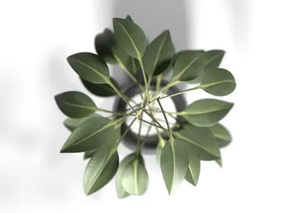 Plant eucalyptus in pot 3D model
