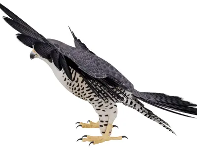Peregrine Falcon 3D model