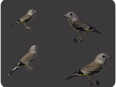 bird golden finch 3D model