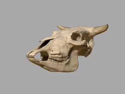 Cattle Skull 3D model