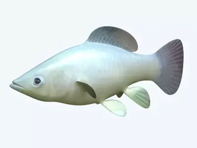 Molly fish 3D model