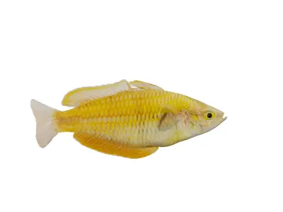 Lake Kurumoi Rainbowfish Low-poly 3D model